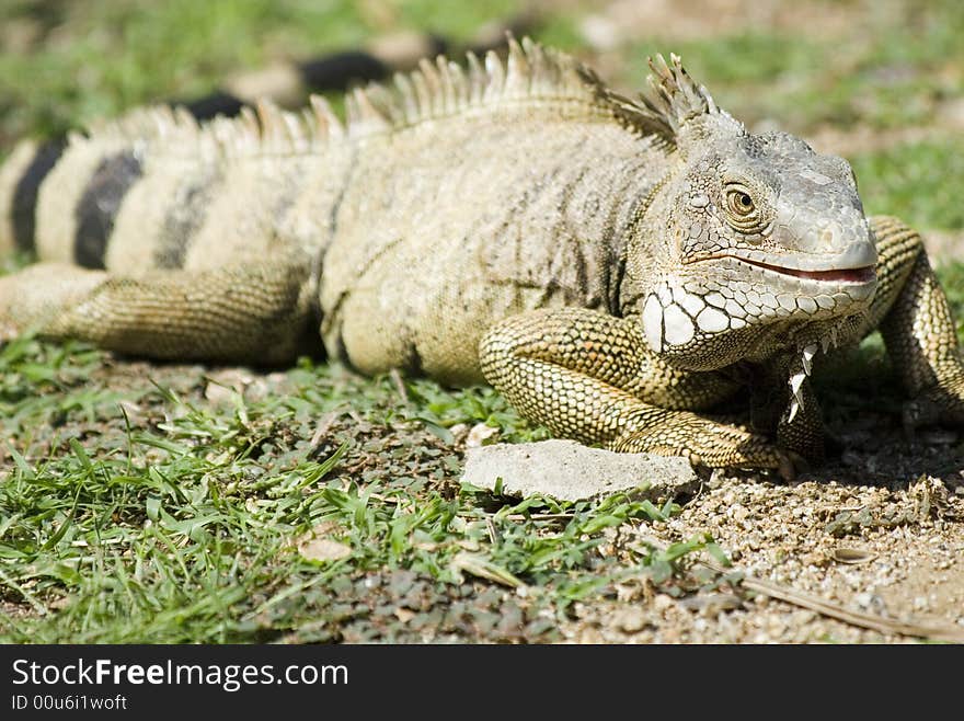 Mature Iguana