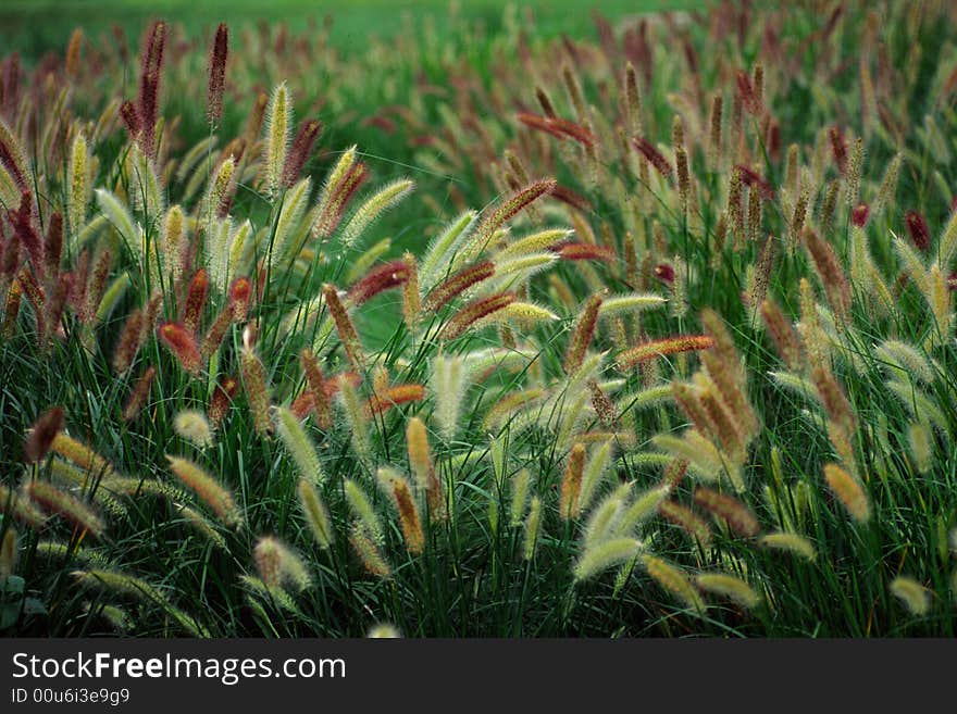 Field of napier grass. shot at a shore, hebei, china