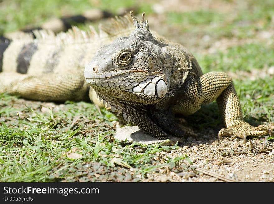 Mature Iguana