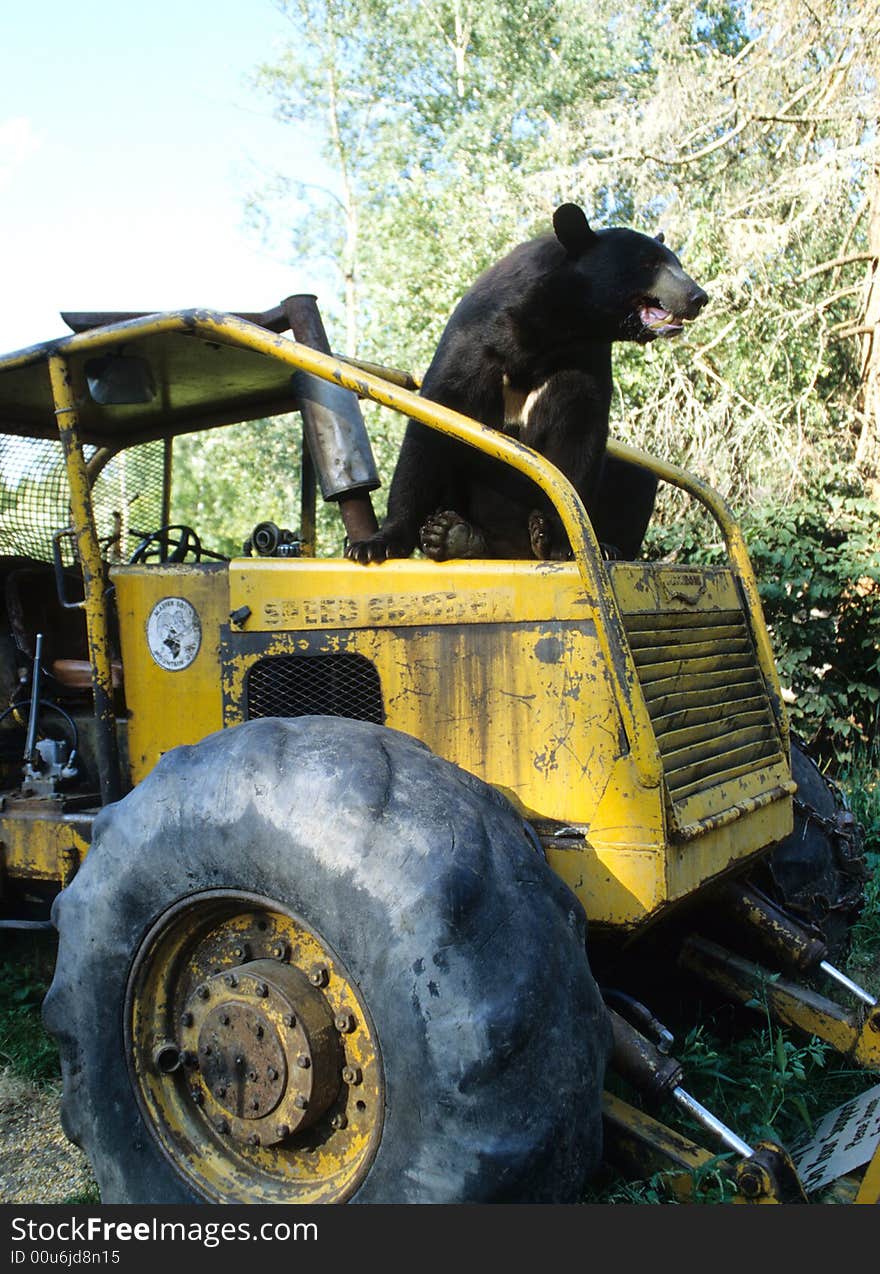 An American Black Bear sits atop an abandoned logging tractor. An American Black Bear sits atop an abandoned logging tractor.