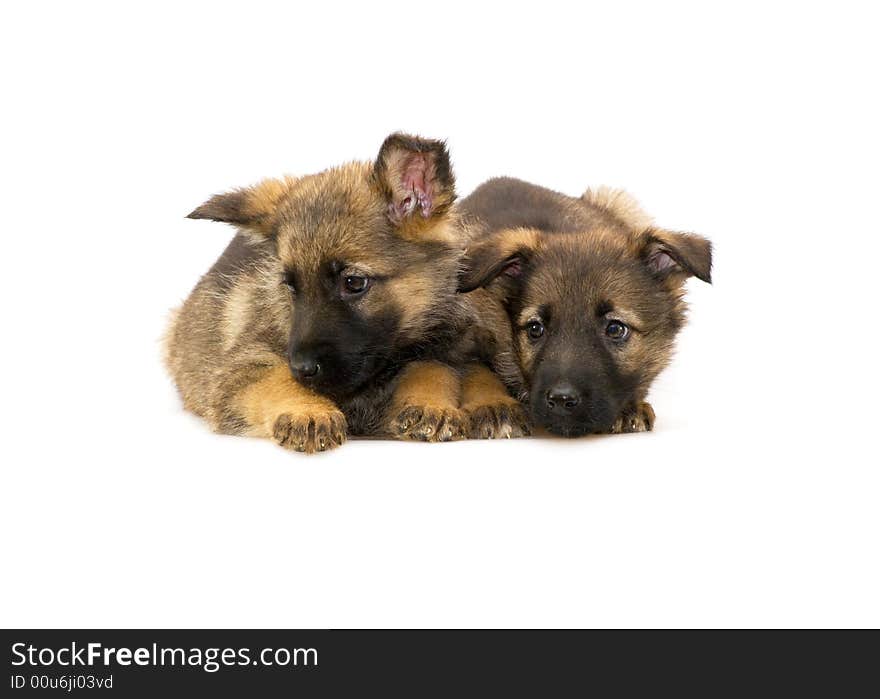 Two laying Germany sheep-dog puppies isolated on white background