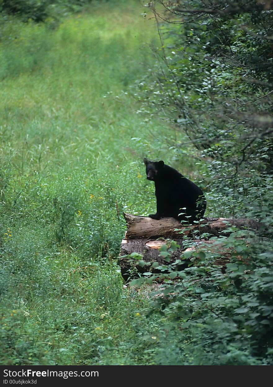 An American Black Bear sits atop a woodpile in a clearing in the forest. An American Black Bear sits atop a woodpile in a clearing in the forest.