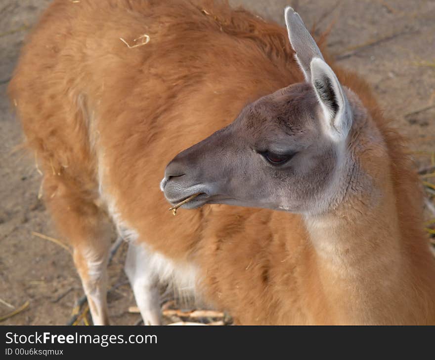 Lama chewing on straw