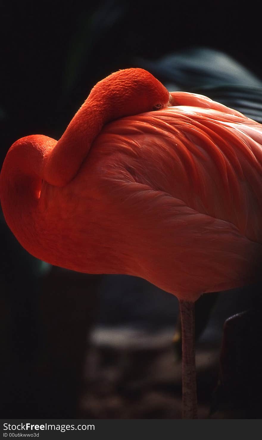 Flamingo