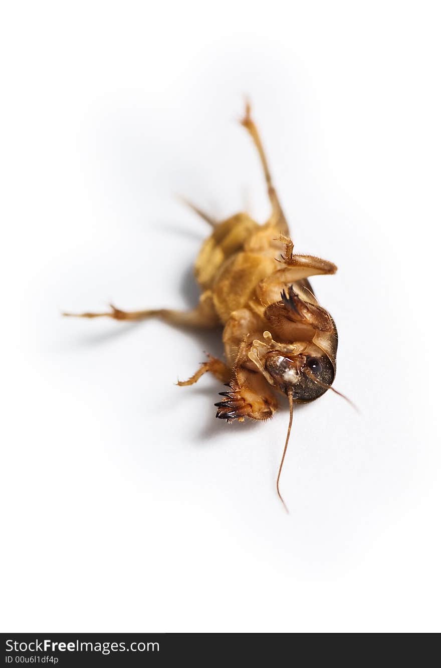 A Dead Bug (cricket) Isolated on White