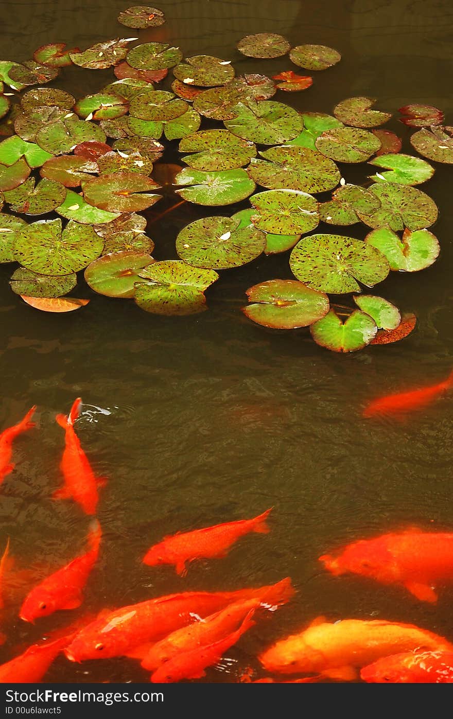 Red goldfish in water cheerful You Zhuo