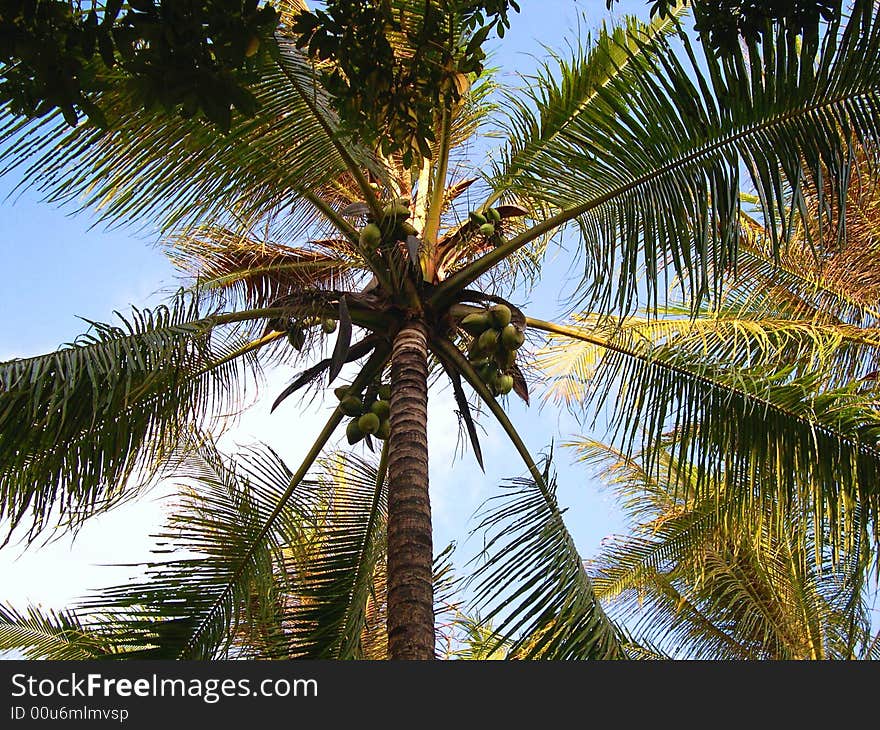 Coconut tree we can see under the tree