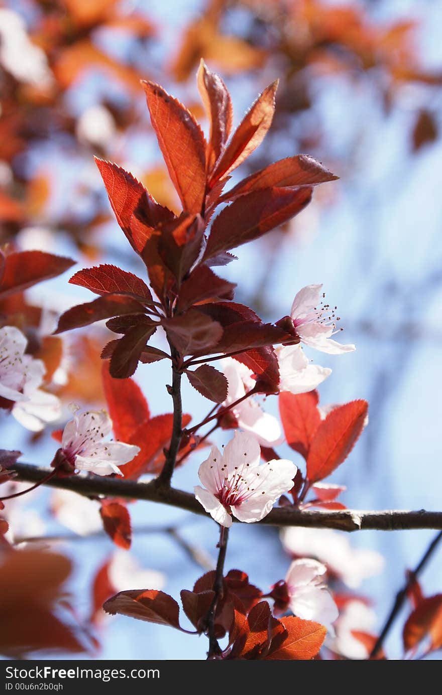 Spring Buds, Wild Tree