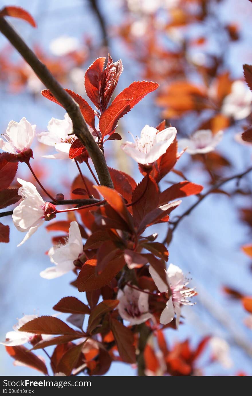 Spring Buds, Wild Tree