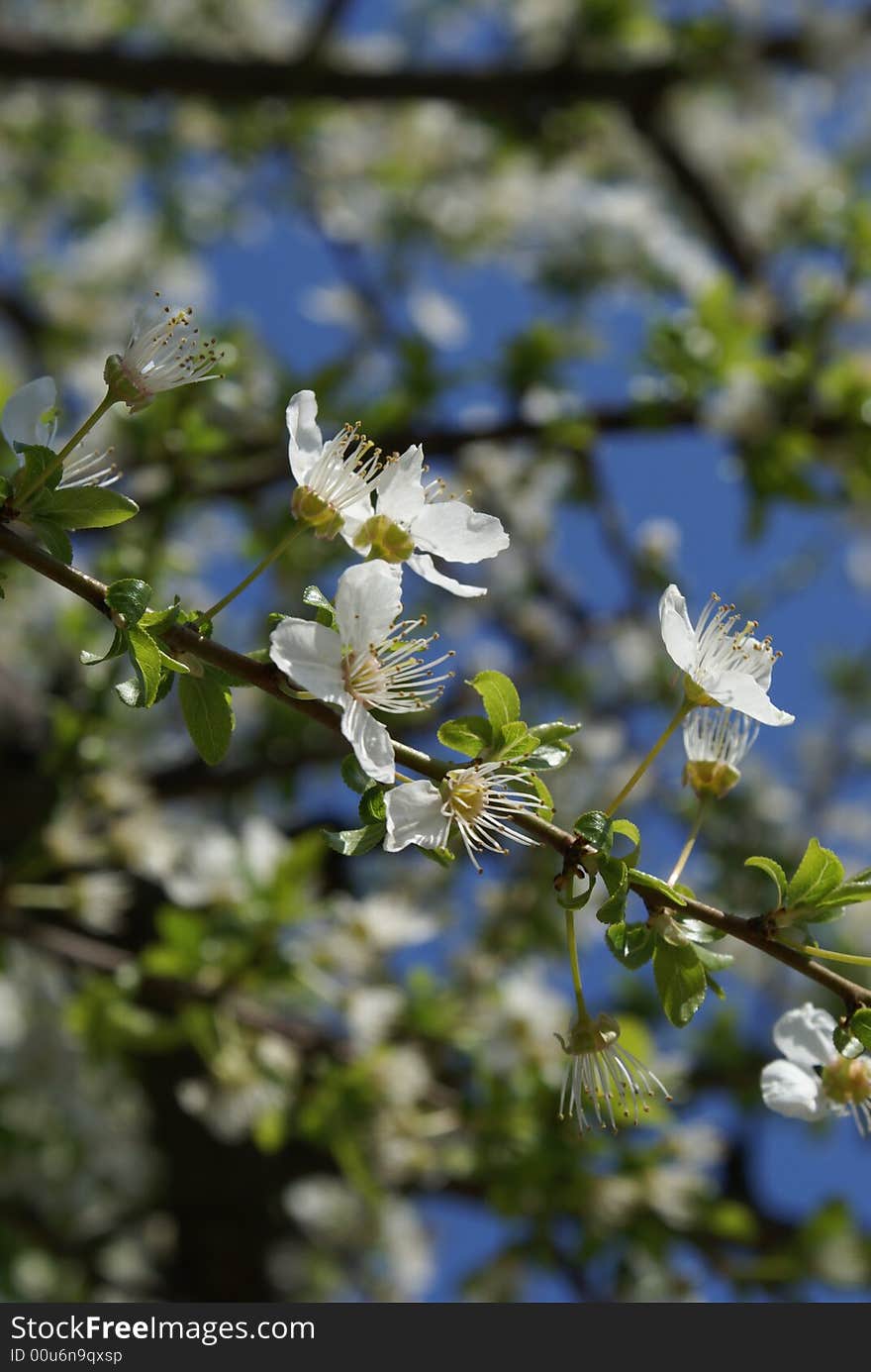 Wild white flowers in this spring, 2008. Wild white flowers in this spring, 2008