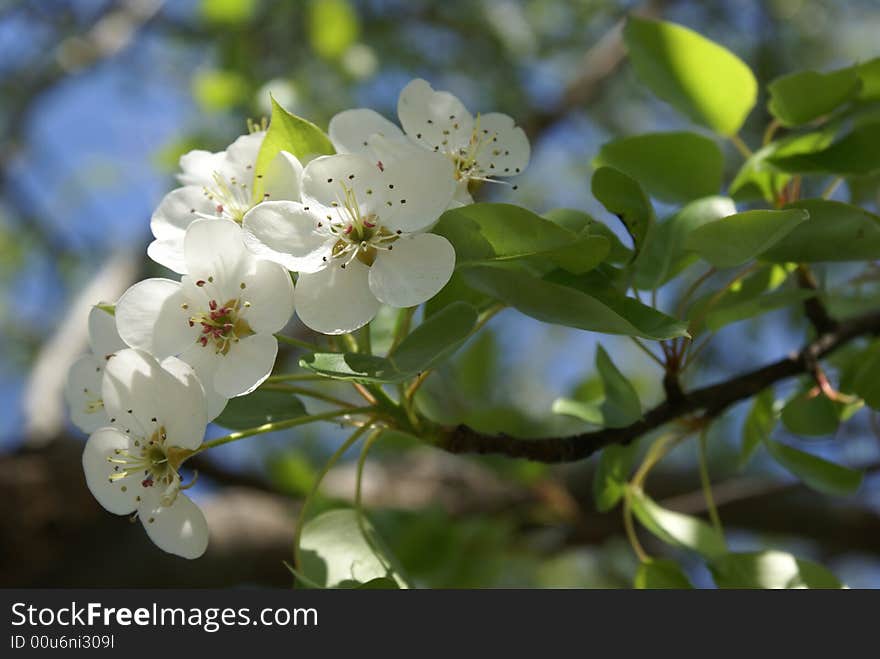 Wild white flowers in this spring, 2008. Wild white flowers in this spring, 2008