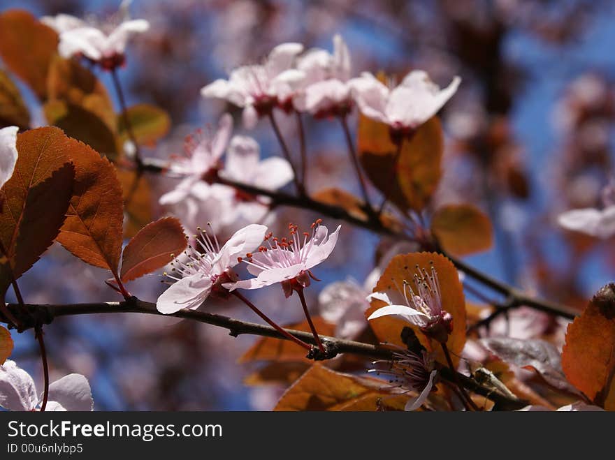 Wild white flowers in this spring, red pistill