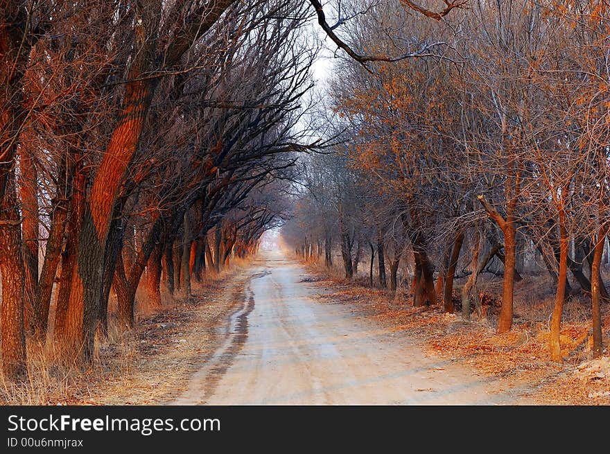 Country avenue on sunset time