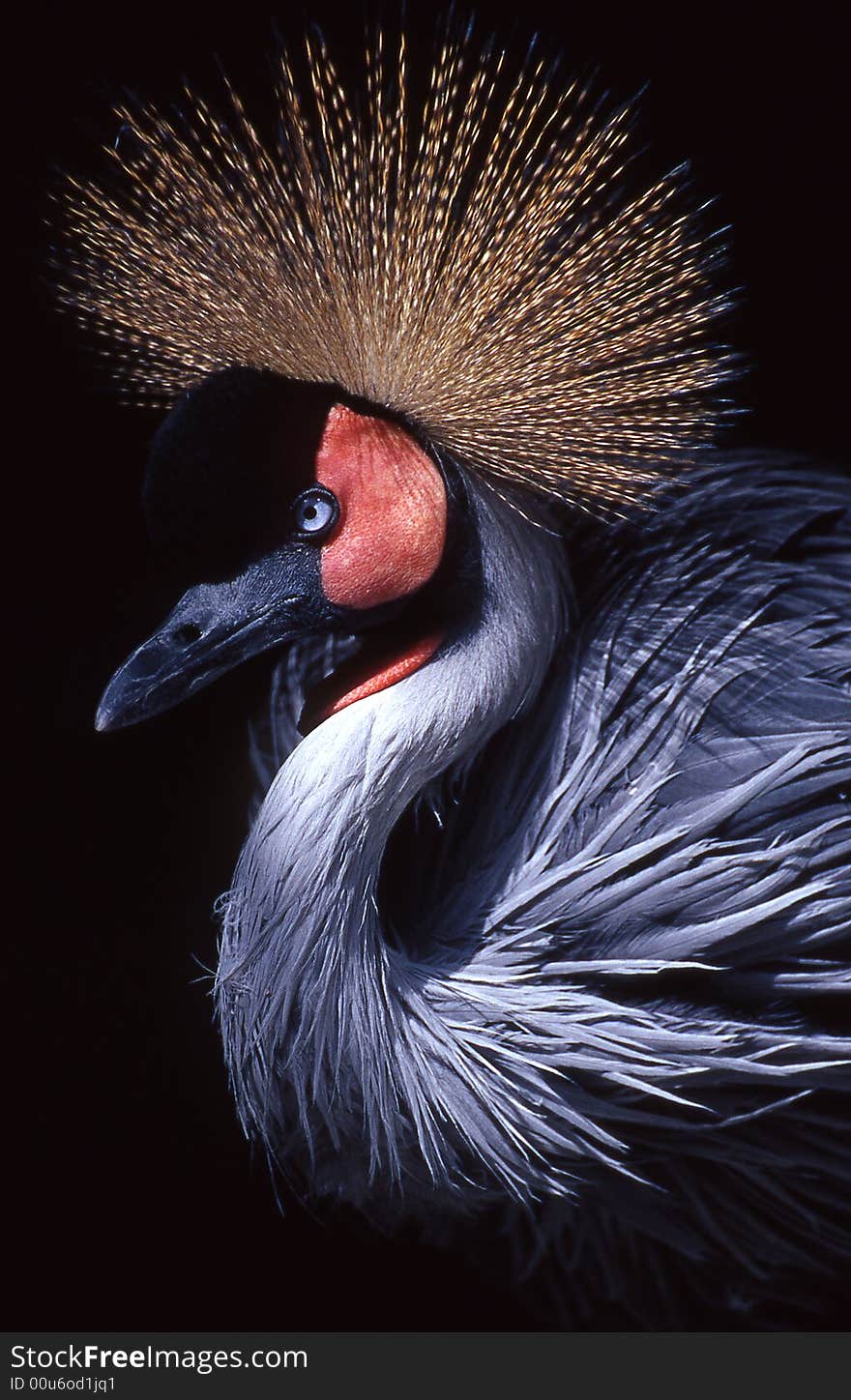 A crown crane in beijing zoo