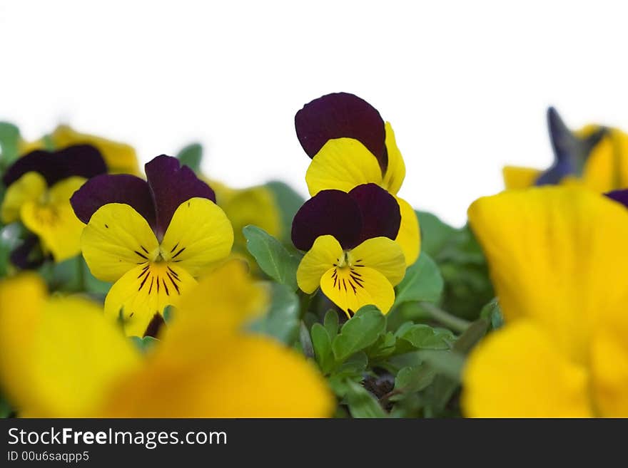 Pansies