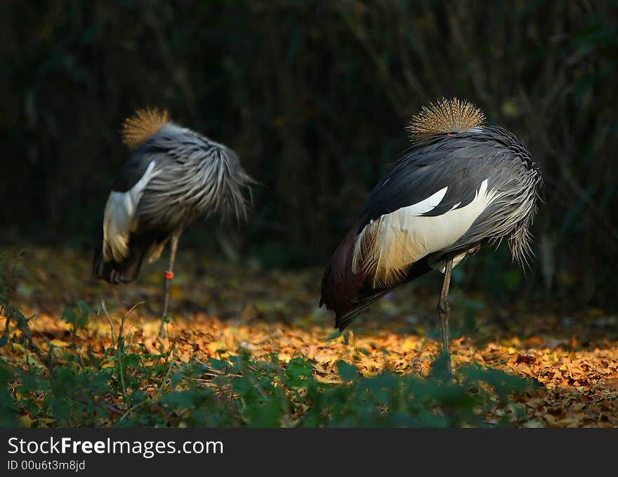 A couple of crown crane in beijing zoo