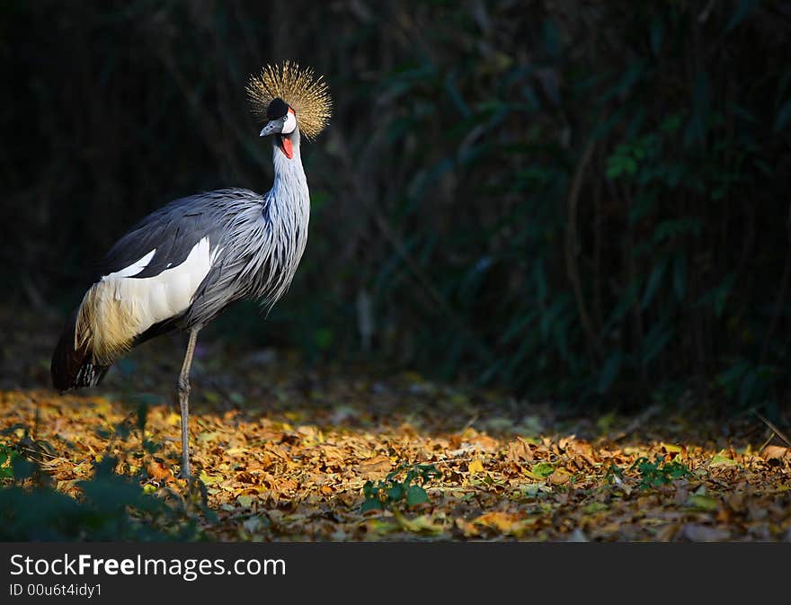 A beautiful crowned crane in zoo