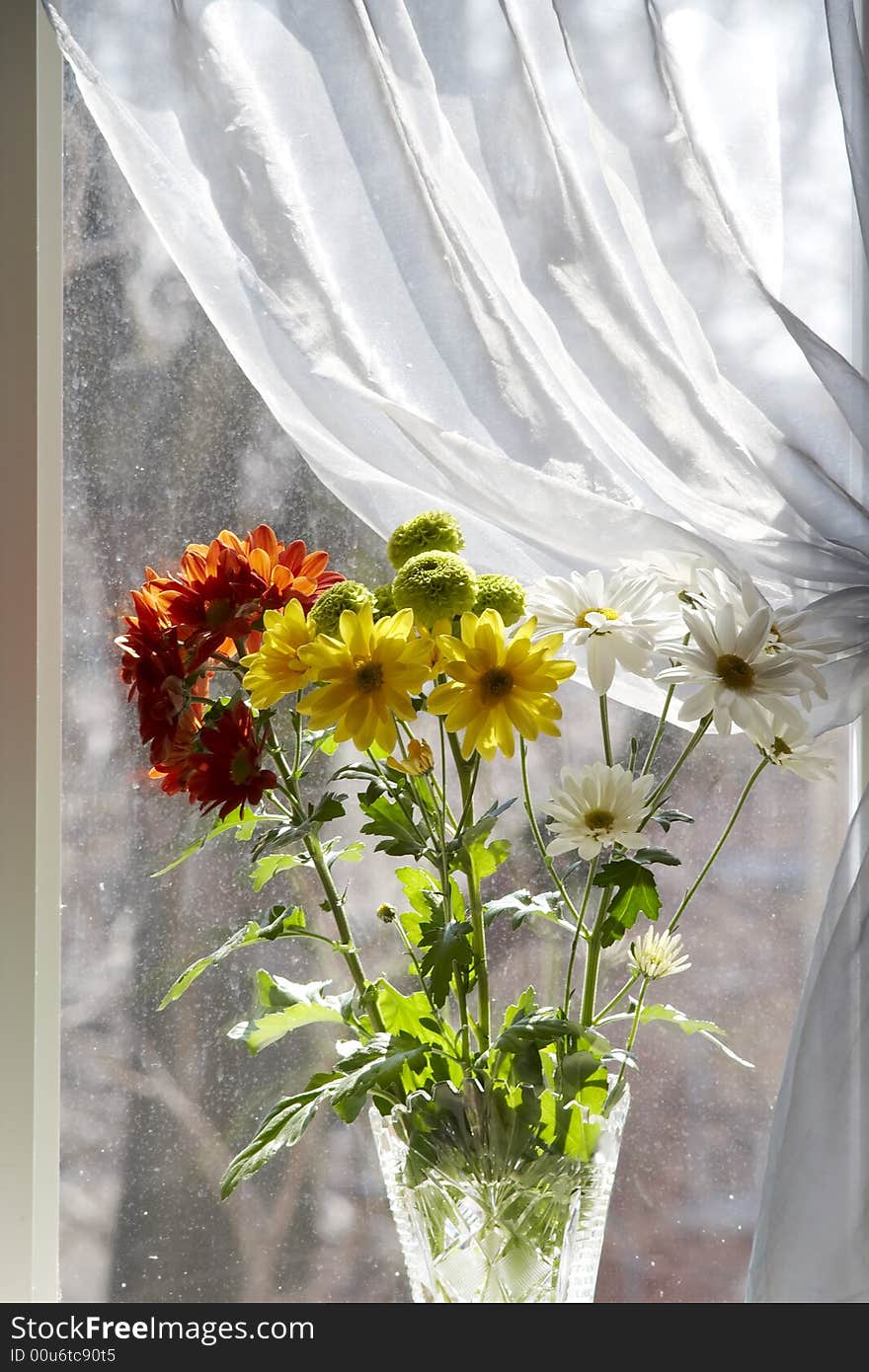 Bouquet of multicolored chamomiles in sunshine at window with silk drapery