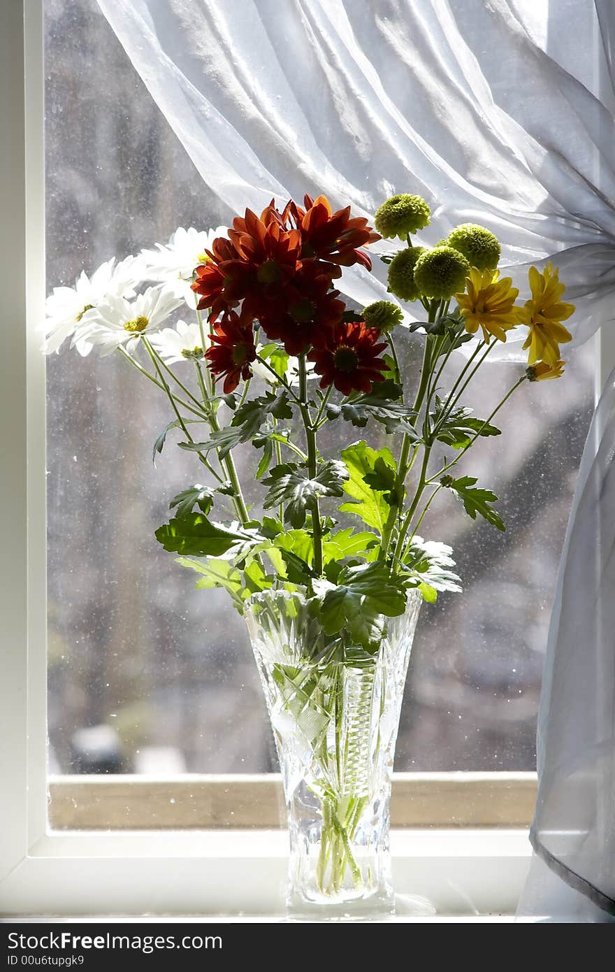 Bouquet of multicolored chamomiles in sunshine at window with silk drapery