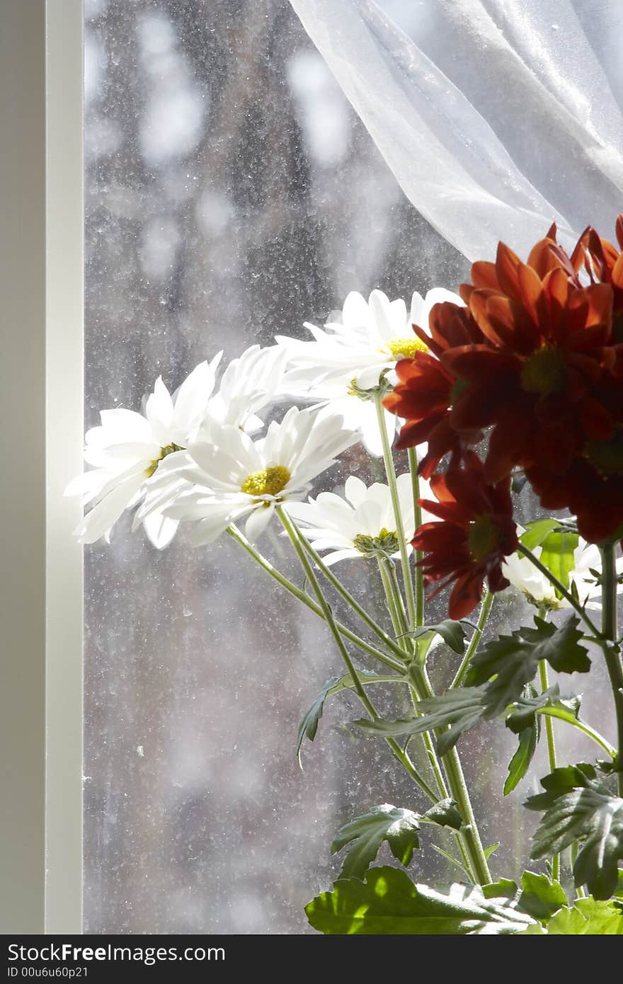 Bouquet of multicolored chamomiles in sunshine at window with silk drapery