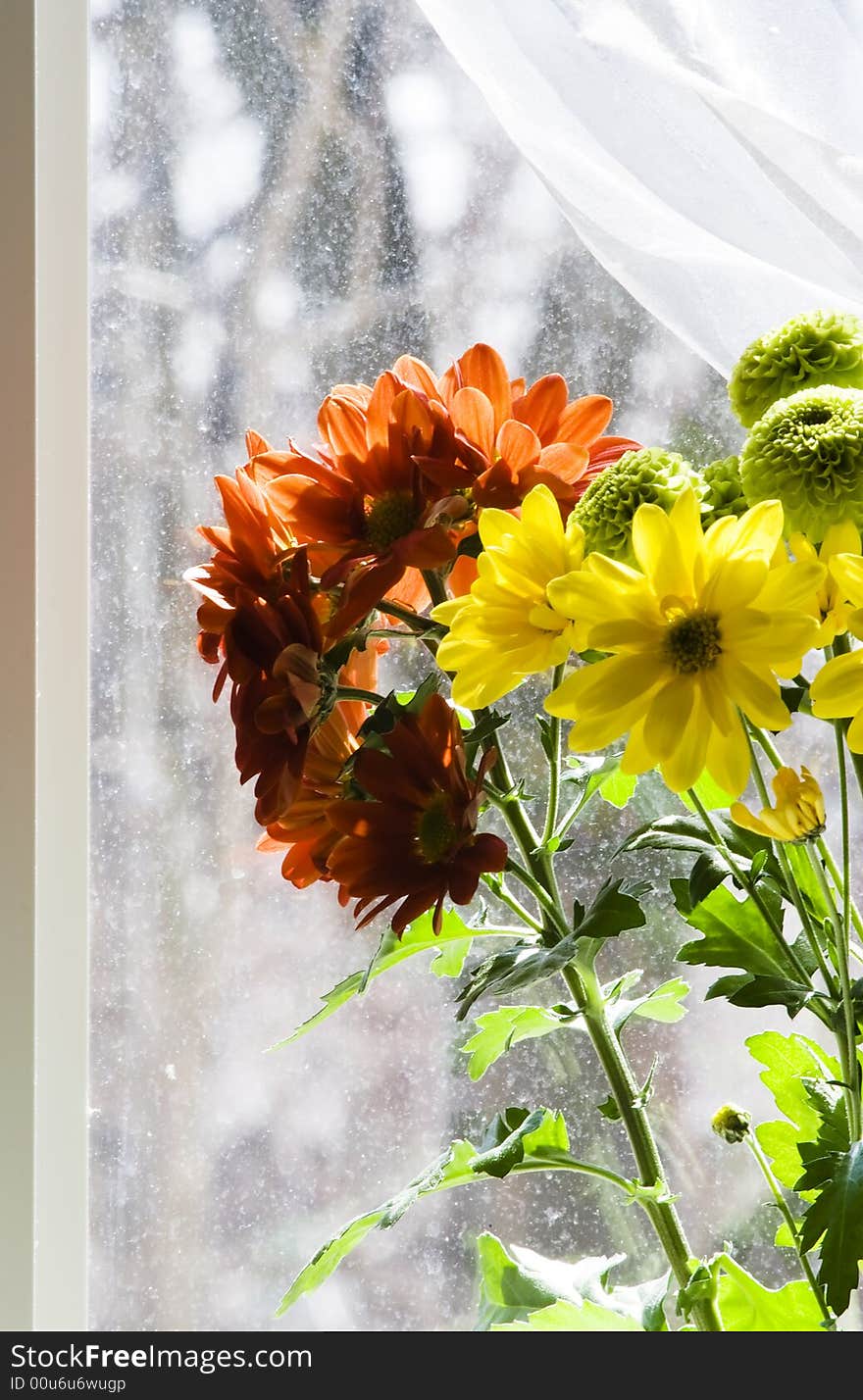 Bouquet of multicolored chamomiles in sunshine at window with silk drapery