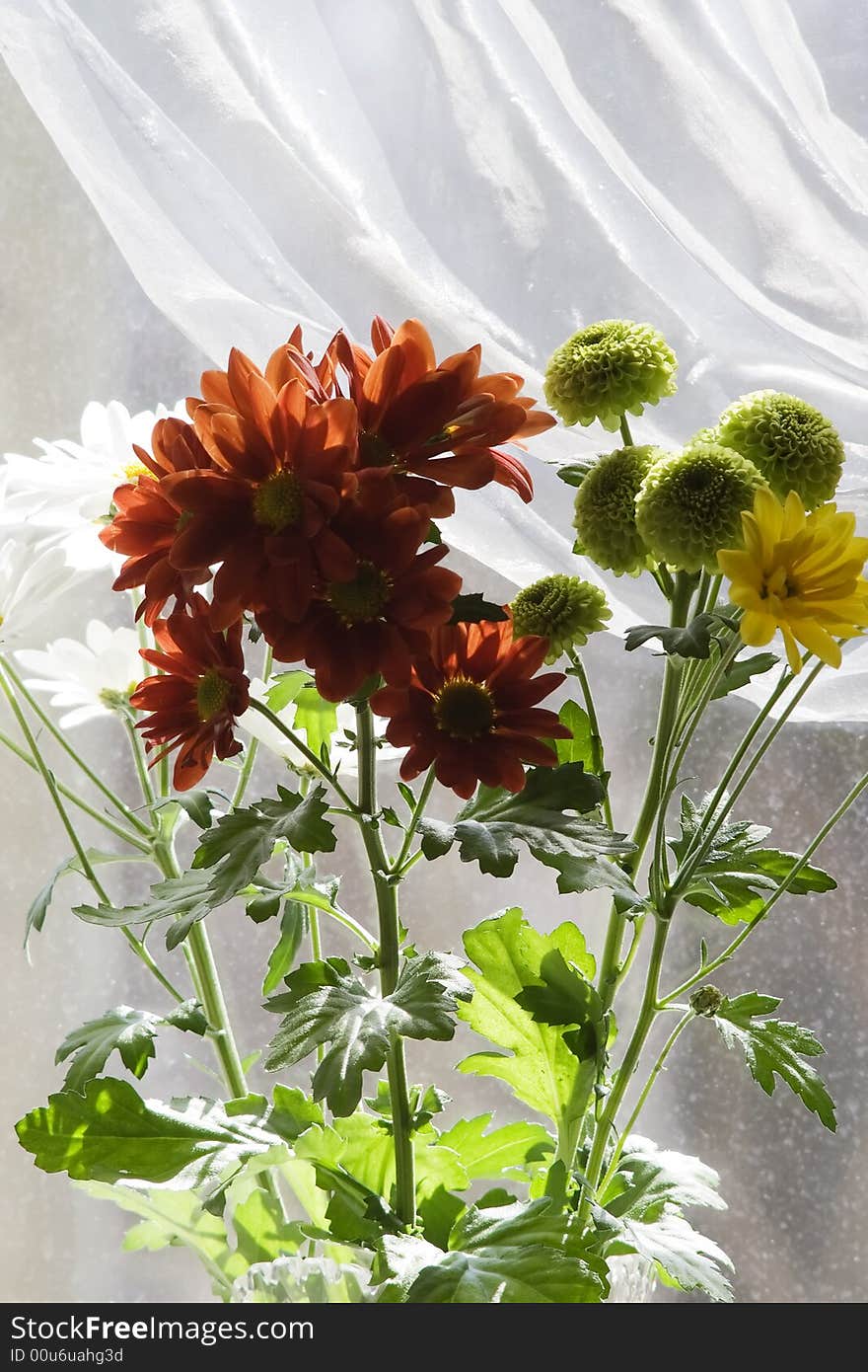 Bouquet of multicolored chamomiles in sunshine at window with silk drapery