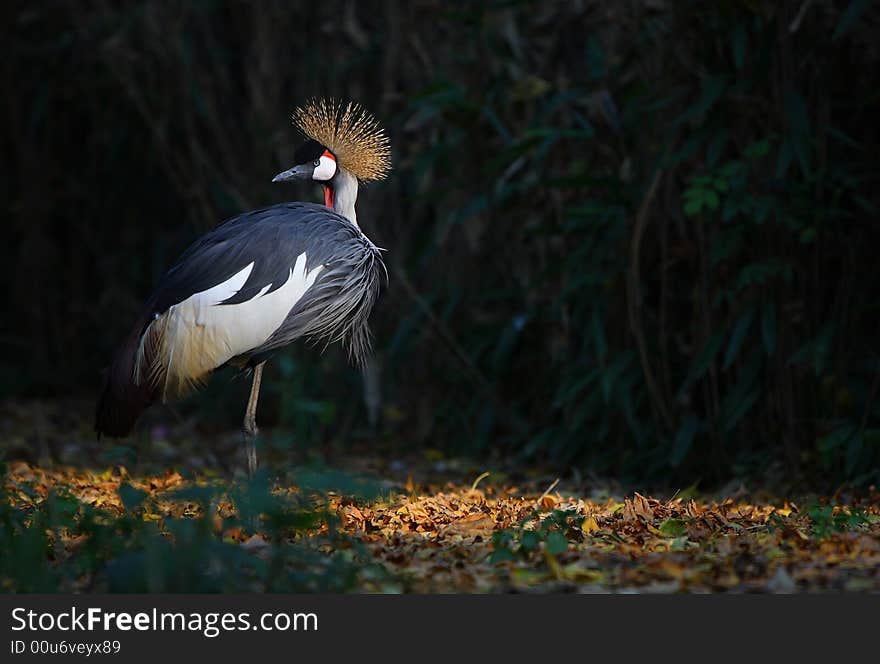 A crowned crane in zoo