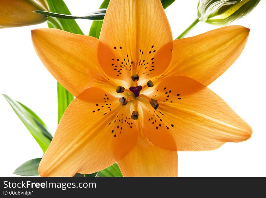 Tiger lily.