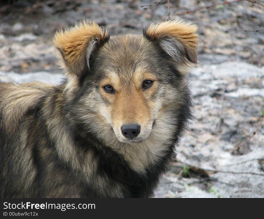 Portrait of a dog in the spring on the nature. Portrait of a dog in the spring on the nature