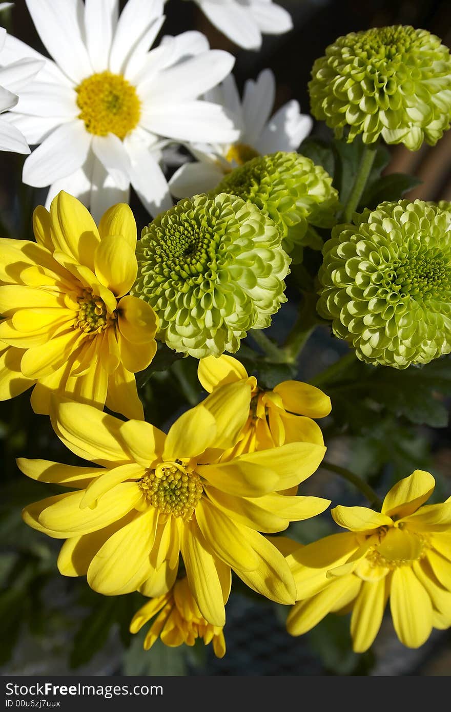 Spring Multicolored Chamomiles