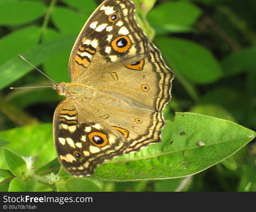 A beautiful butterfly on the a leaf