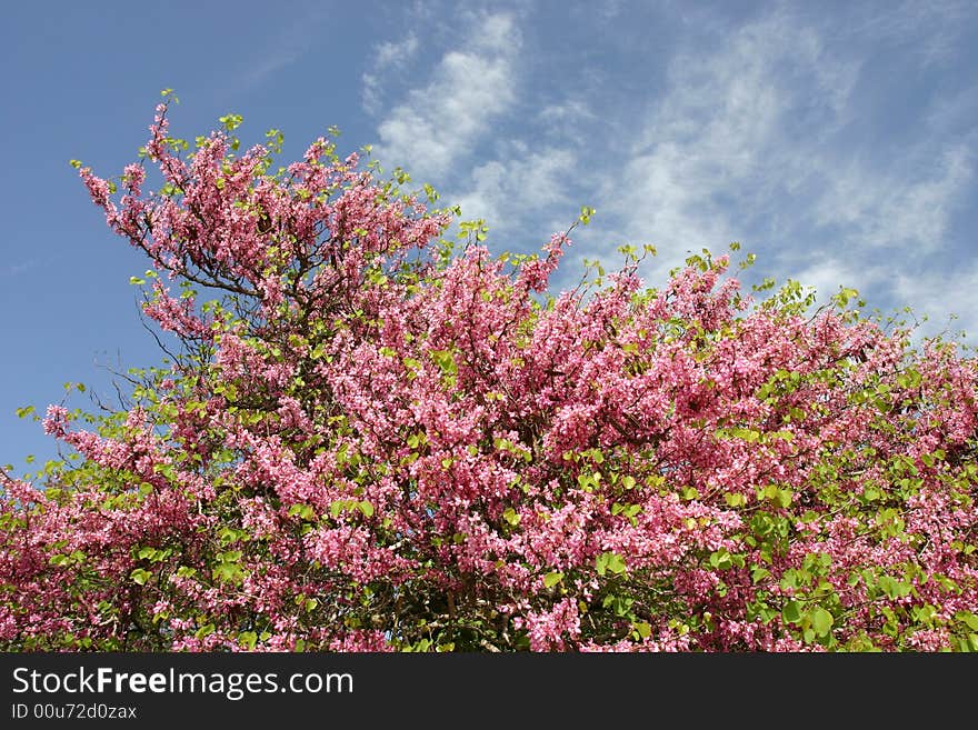 Almond tree with blooming pink flowers