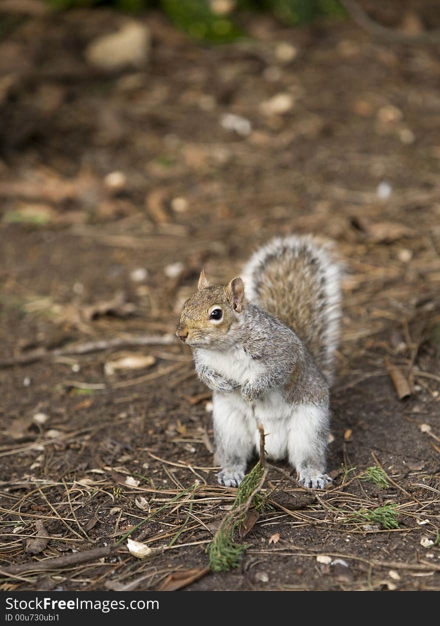 Squirrel in park standing on two legs and looking after nuts