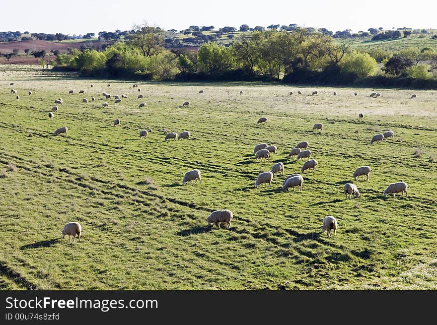 Merino sheep pasturing