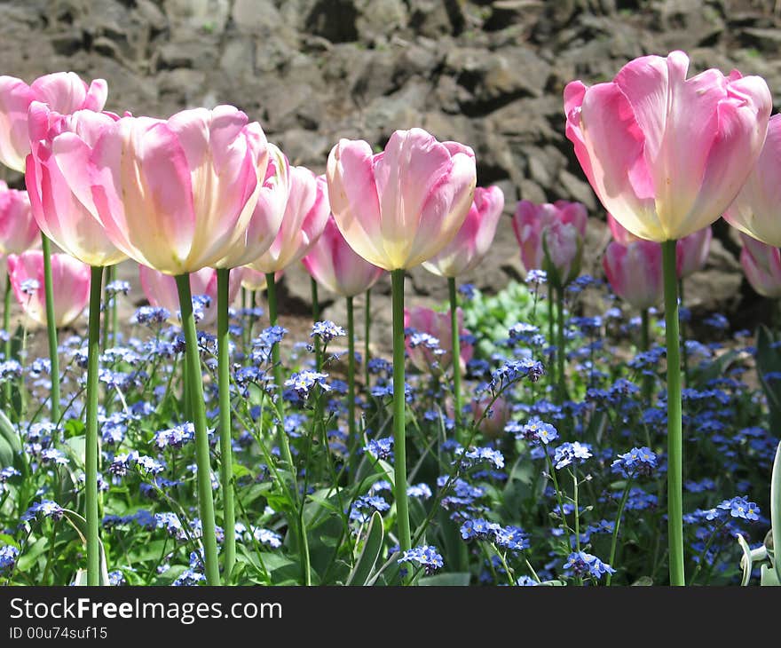 Pink tulips in a garden