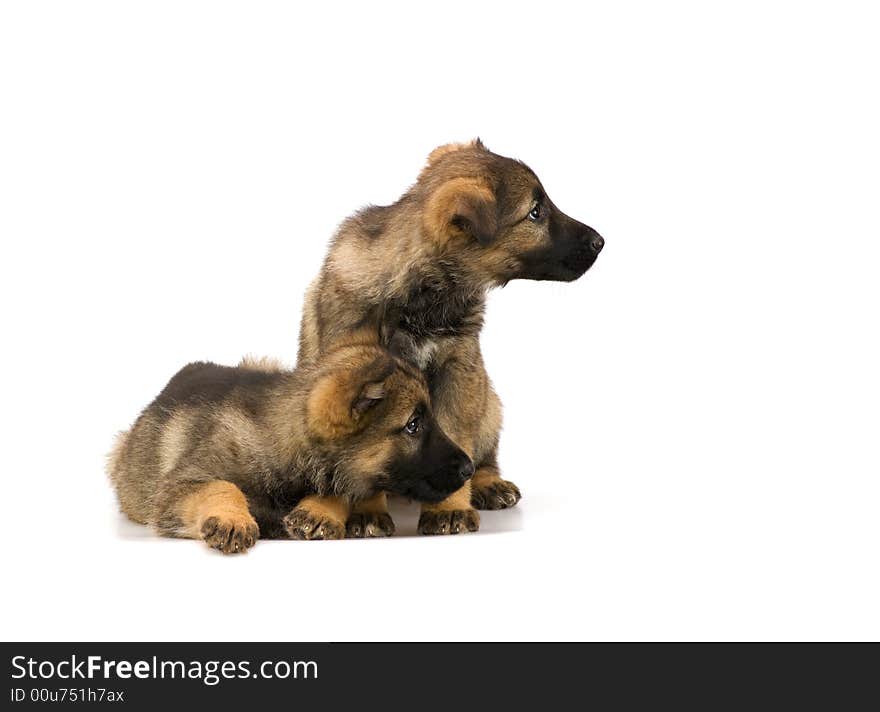 Germany sheep-dog puppies