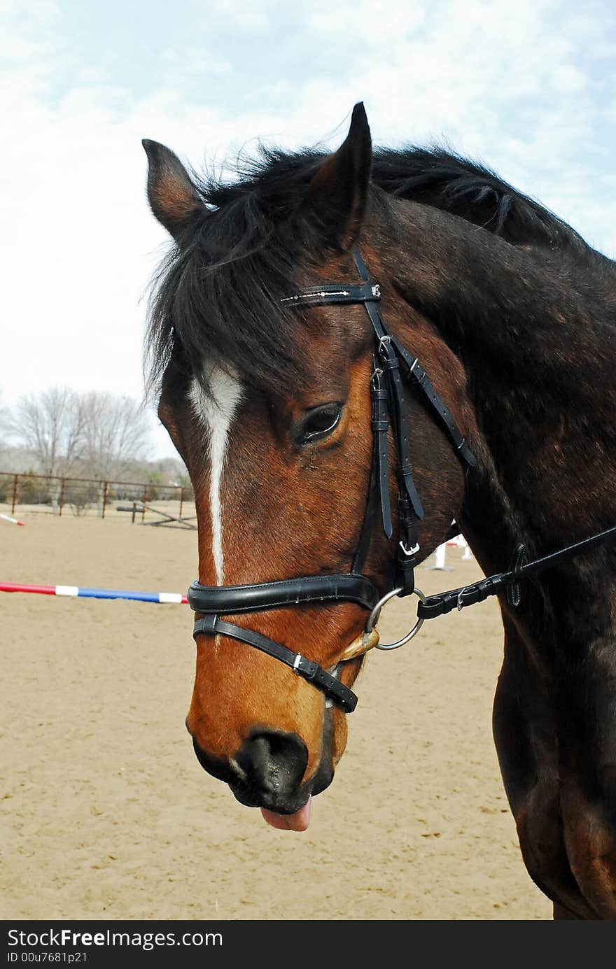 Bay horse with ears back and tongue out, hot, sweaty and not happy. Bay horse with ears back and tongue out, hot, sweaty and not happy.