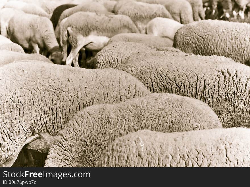 Lock of sheeps in antique sepia tone. Lock of sheeps in antique sepia tone.