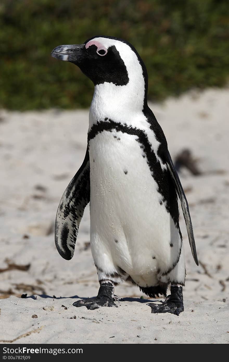 African penguin spheniscus demersus the only example of penguins that breed in africa on foxy beach near boulders beach on the false bay cape town western cape province south africa