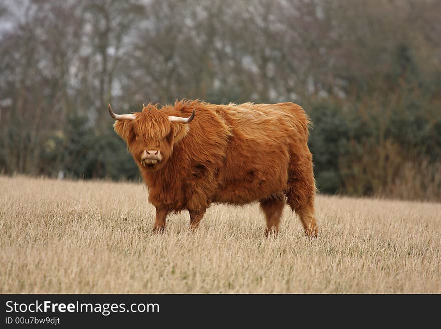 Highland Cow just South of Aberdeen, Scotland