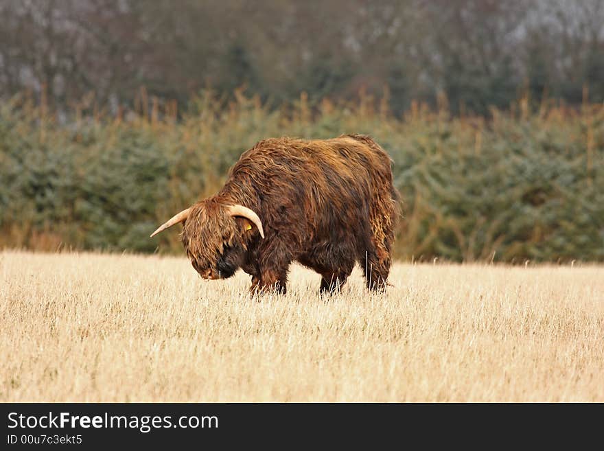 Highland Cow (Bull)