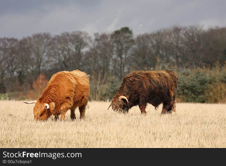 Highland Cows