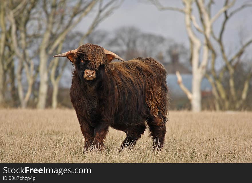 Highland Cow (Bull)