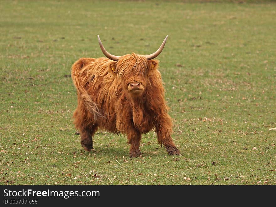 Highland Cow just South of Aberdeen, Scotland