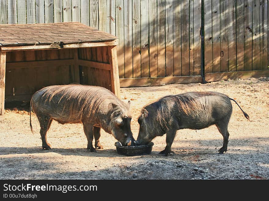 A pair of warthogs that are sharing a food bowl together