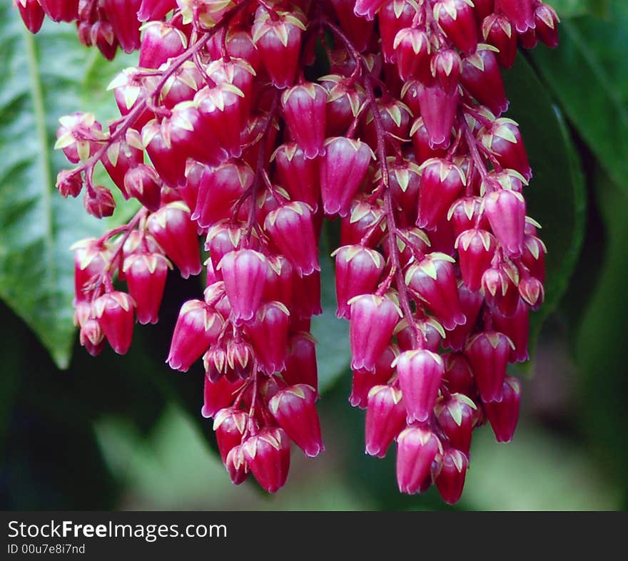 Red flower drops hanging against green background