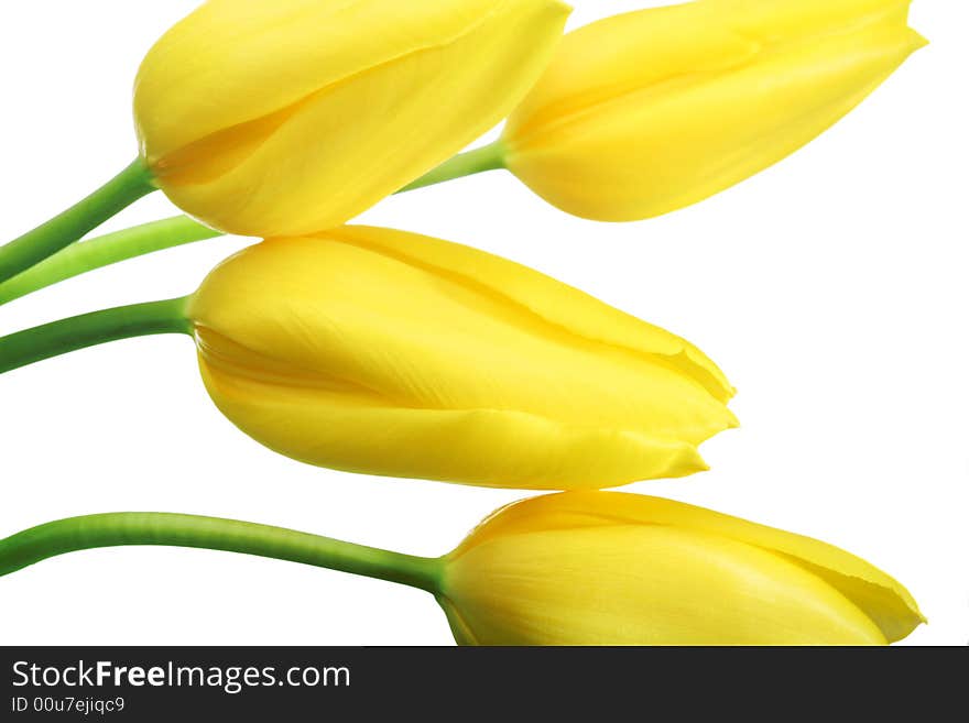 Fresh yellow tulips. isolated on white background. Fresh yellow tulips. isolated on white background