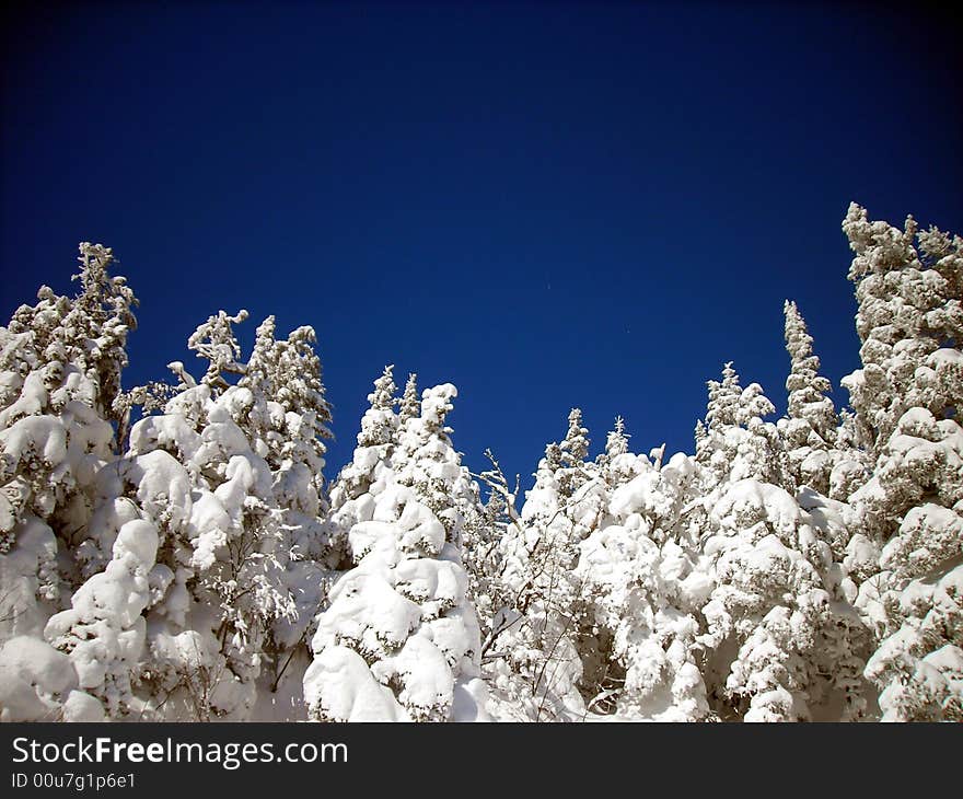 Trees covered with snow at Mont Orford, Canada. Trees covered with snow at Mont Orford, Canada