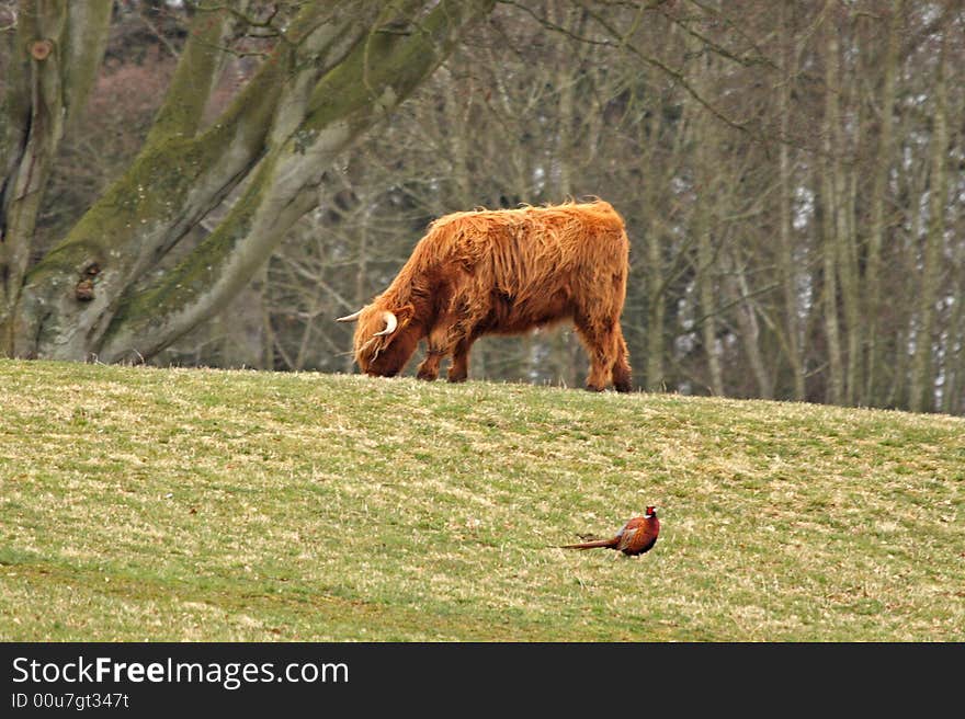 Highland Cow And Pheasant