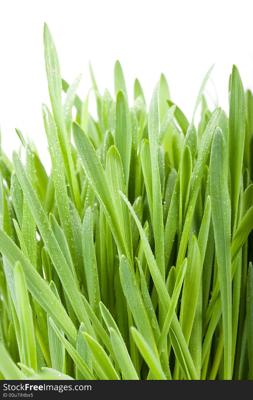 Green grass with water drops isolated on a white background